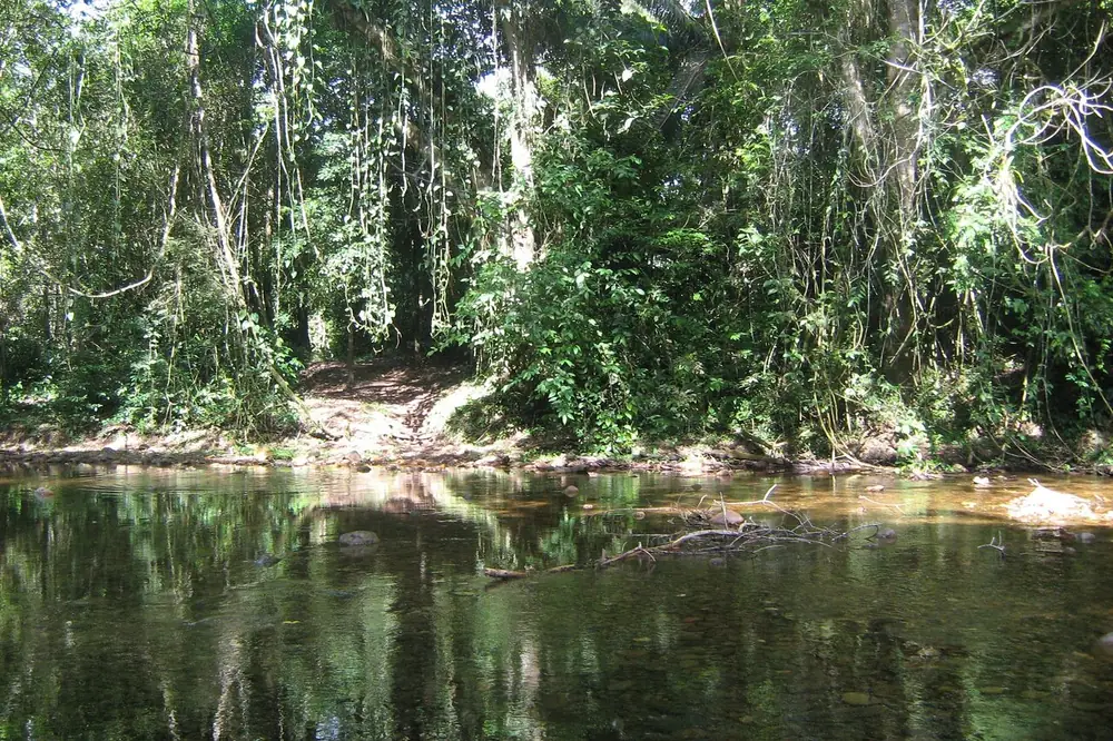 Ein ruhiger Dschungelfluss mit dichtem Wald am gegenüberliegenden Ufer